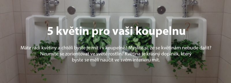 5 květin pro vaši koupelnu, josef trakal